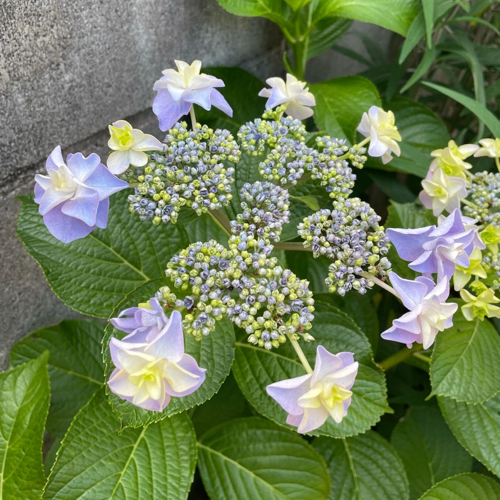 新品タグ付き☆Jines 花柄黒異素材コンビワンピース Mサイズ - メルカリ