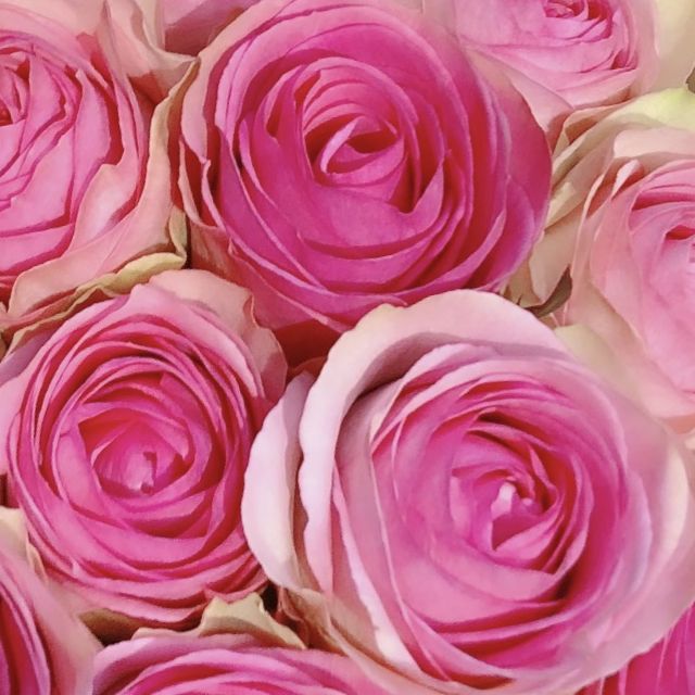 中古】インゲボルグ サーモンピンク 超可愛いカーディガン 美品 - メルカリ 