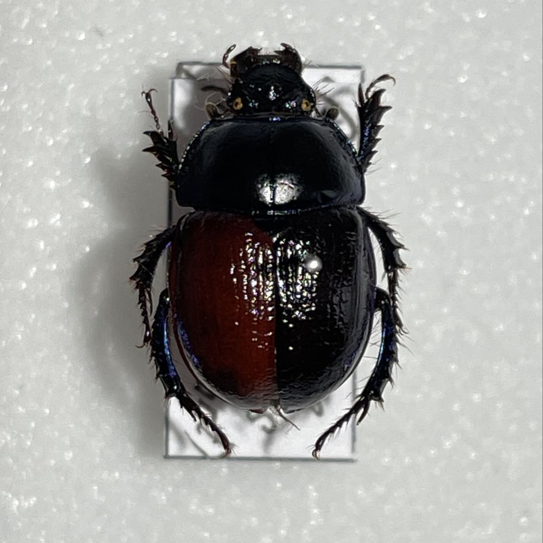 特大南米ウスバカミキリ標本