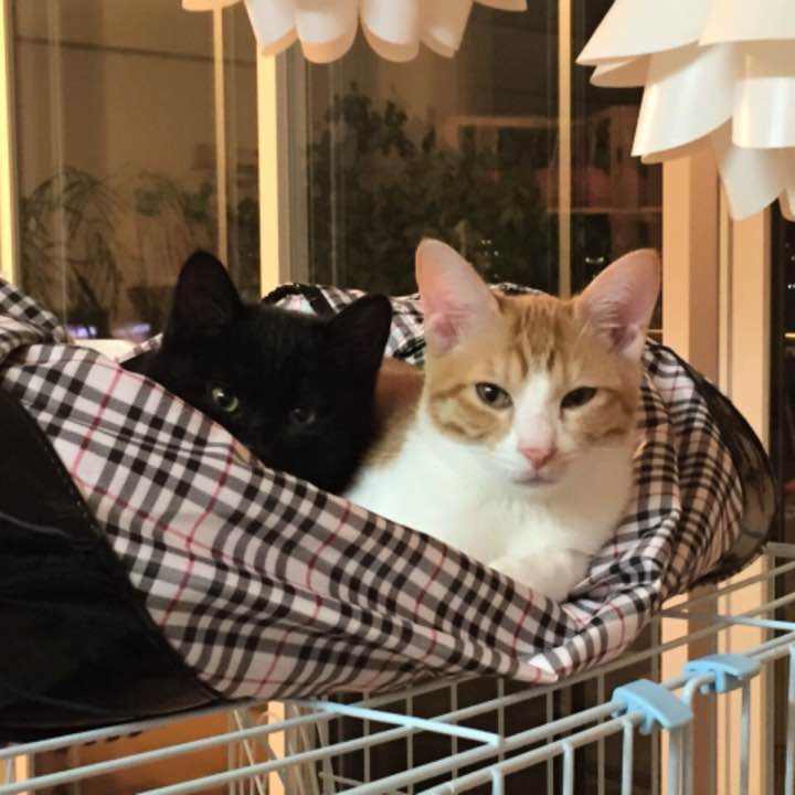 巴」お試し300gミニサイズ¥2000 ※購入はコメント下さい！ - メルカリ 