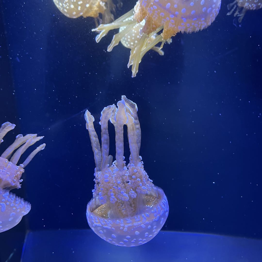 フェローズ スカジャン 虎刺繍 - メルカリ 