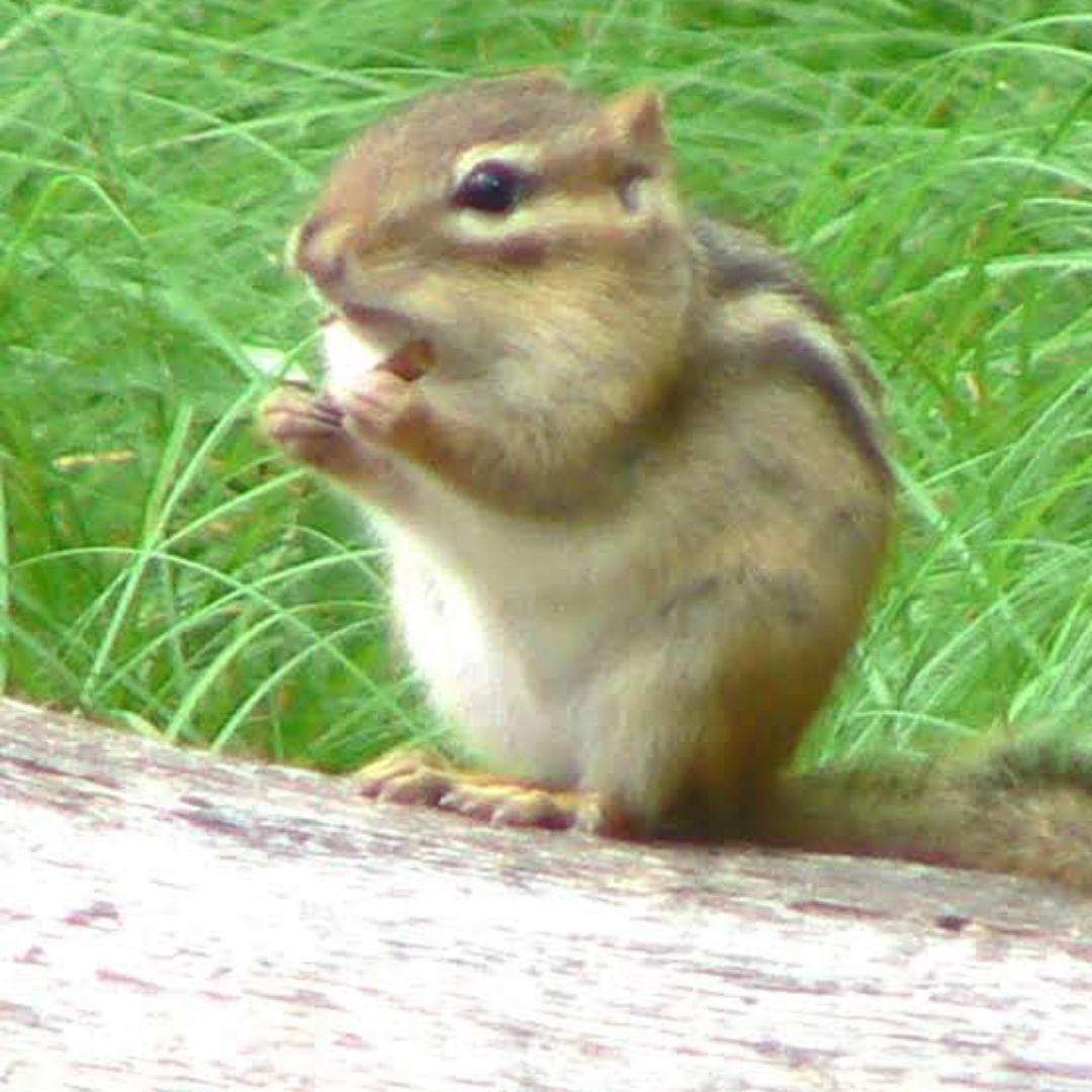 期間限定お値下げ】ノリタケ イエロー クラウン S＆PシェイカーNo.585  