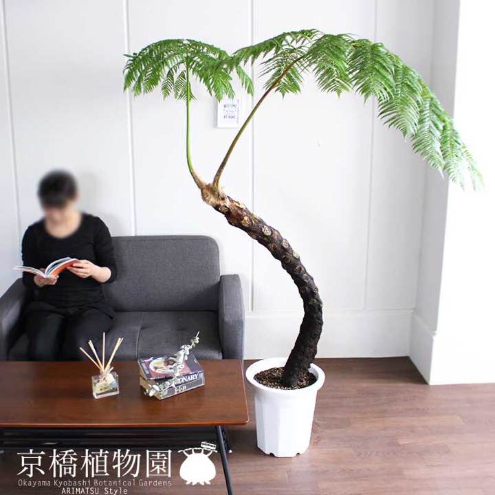 現品】チャメロプス・フミリス・ボルケーノ7号白プラスチック鉢（1）