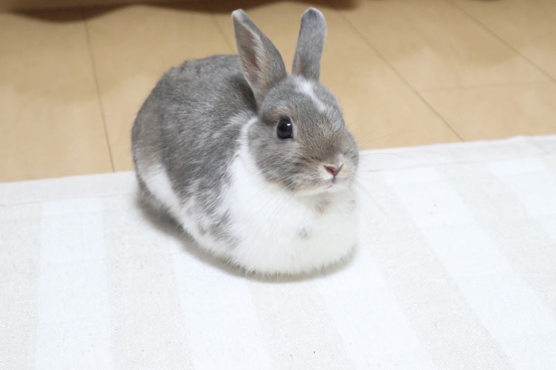 美品✨CHANEL サングラス 5184-A キャットアイ ブラウン ココマーク 