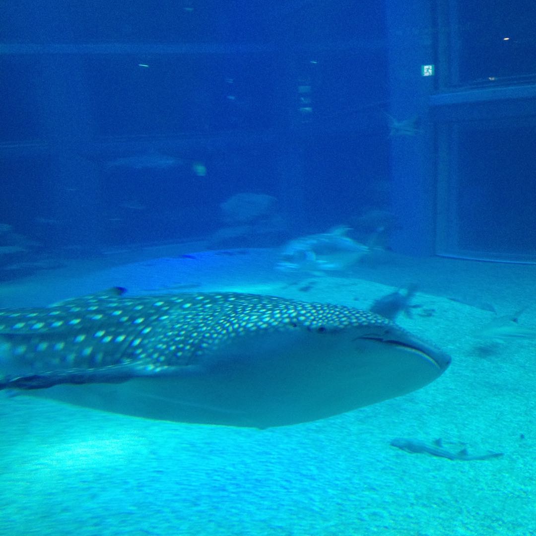 美品✨】ヨーコチャン パール ワンピース スカラップ ロング丈 - メルカリ 