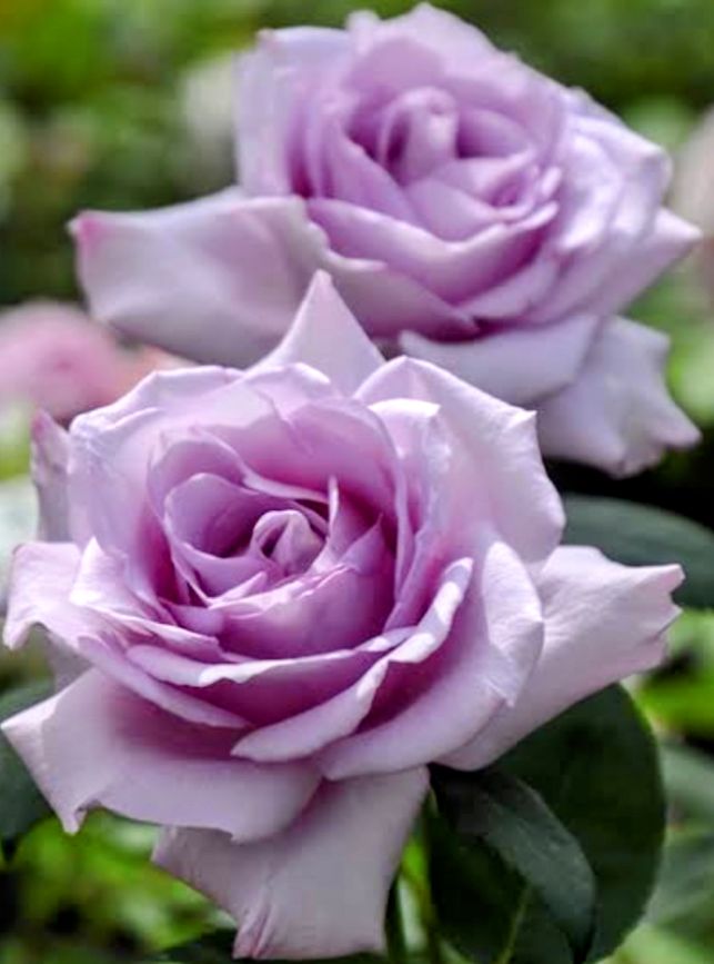 VIVIENNE TAM ヴィヴィアンタム アンゴラ混カーディガン by メルカリ 