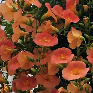 グランエシェゾー１９９９＠ロマネコンティのワイン木箱DRCブルゴーニュ グランエシェゾー1999＠ロマネコンティのワイン木箱DRC