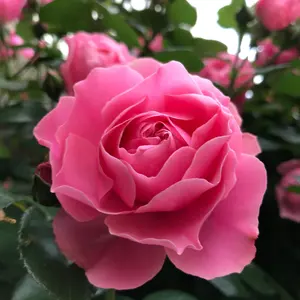 大谷翔平 50/50 ボブルヘッド 首振り人形 ミニ バブルヘッド 5 fZT2 MS】大谷翔平 2023年WBC 優勝+MVP受賞記念 ボブルヘッド人形