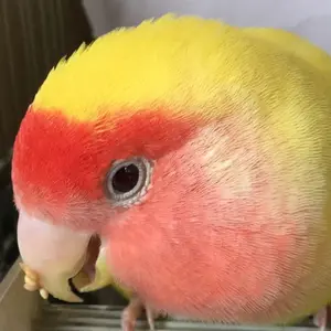 ままま