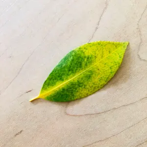 肥料振りかご （中）品番644 肥料振りかご （中）品番644 - メルカリ