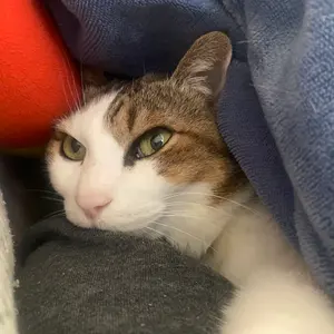 デュエマ・値下げ中】扉ミラミスデッキ(スリーブ付) - メルカリ