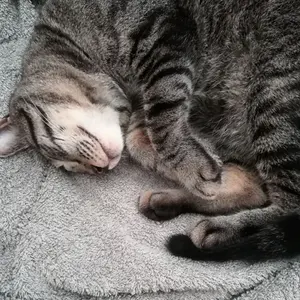 ジャンゴアトゥール ベスト ジレ rdv o globe ジェラード クラシカ ジャンゴアトゥール ベスト ジレ rdv o globe ジェラード