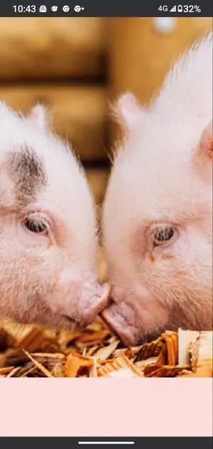 ERA EN LAIR '86 沢田研二 レコード - メルカリ