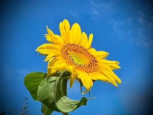 松見八百造　大判木版画額　『石狩川八ツ目漁』 松見八百造 大判木版画 『石狩川八ツ目漁』 額装なし