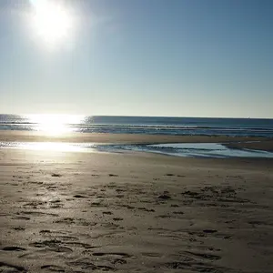 マンモス素材 Humpback Whale カービング - メルカリ