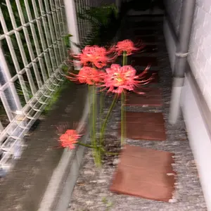 日常組 しにがみ 痛バッグ サンリオ - メルカリ