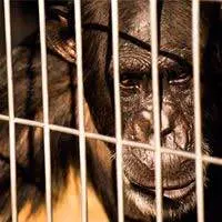 アリゾナフリーダム　フェザー　70ミリ　TAKAHIRO アリゾナフリーダム フェザー 70ミリ TAKAHIRO様専用 - メルカリ