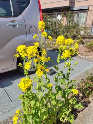 熟成2年1年 日本蜜蜂 はちみつ600g(K1Y1箱)(J1Y2箱) 2本セット - メルカリ