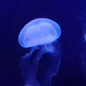 uni　プロフご確認お願いいたします