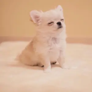 長谷川慎☆ クッション ☆LIVE限定品☆2023BOT☆ - メルカリ