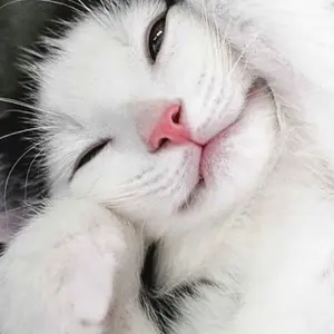 まろちゃん2〜10日までお休み11日発送