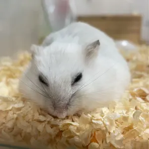 ミニッツ 京商mini-z 4×4 シャーシ&プロポ ルビコンボディジャンク品