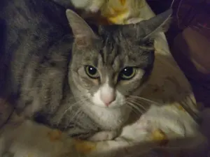 カナダ 1ドル プルーフ銀貨 国会図書館100周年 1976年 - メルカリ