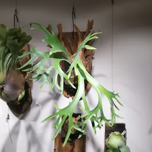 アガベ、マンガベ、サボテンの48セット - メルカリ