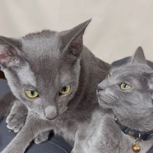 MTG 血染めのぬかるみ 英語 4枚 オンスロート - メルカリ