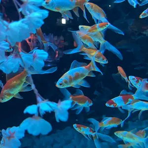 セーラームーン PAMEOPOSE コラボ セーラーウラヌス 水着 ネイビー