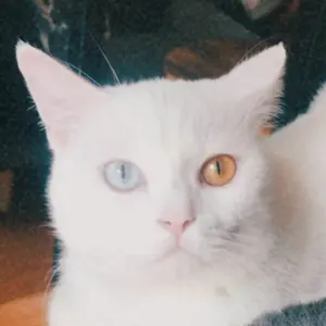 ATEEZ ミンギ 直筆 個別 サイン会 OUTLAW レア サイン - メルカリ