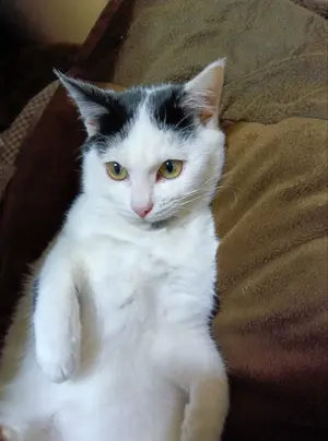 ☆ SUZUKI 大正琴 琴電流（蘭） 豪華絢爛 焦げ茶色 ケース＆多数付属品