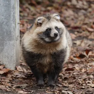 航空大学校 過去問 物理対策演習 - メルカリ