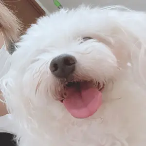 あのちゃんゆるめるモ！ポチャッコ 4体 赤 青 紫 白 - メルカリ