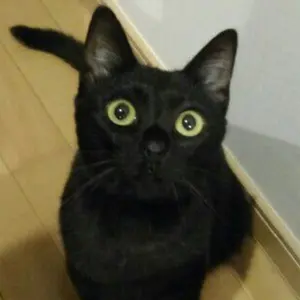 大槻裕ミゲールヌネス様専用 アッシュダウン Five15 ベース アンプ