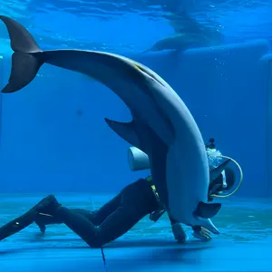 新品 希少 江頭2:50 エガちゃんねる ソックス 新品 希少 江頭2:50 エガちゃんねる ソックス - メルカリ