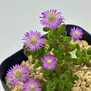 オペルクリカリア　パキプス　ボコ肌　芽吹き株　検) グラキリス　大株 オペルクリカリア パキプス ボコ肌 芽吹き株 検) グラキリス 大株