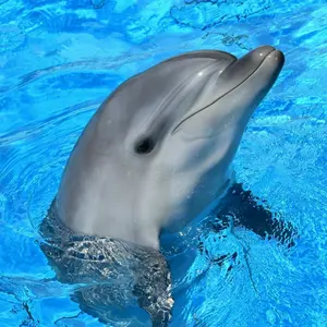 あきこ/即購入OK