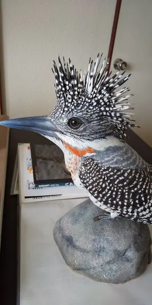 リアル 「メンフクロウ」 野鳥彫刻 バードカービング 木彫りの