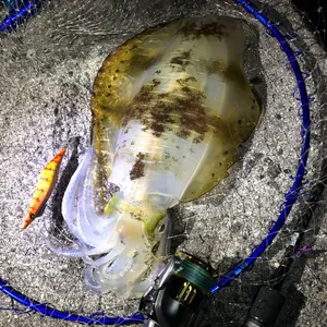 デプス サイドワインダー アジングロッド AMS-T72ULF-72 7'2