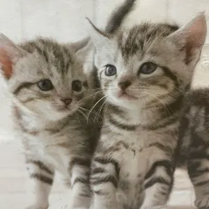 カヤ ☪︎⋆☽様 1.13 猫 レジンヘアゴム 静かな夜に自分だけの時間