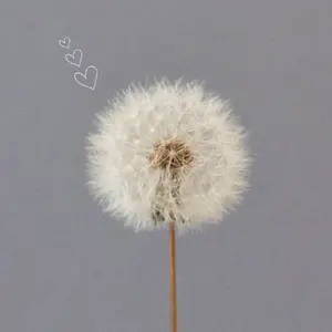 billlie ツキ ショーケース 応募特典 - メルカリ