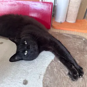クロスケ