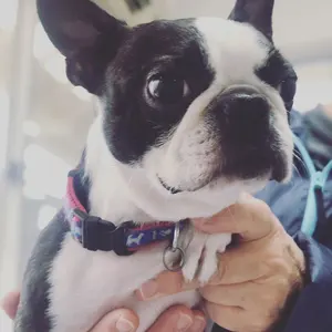 タイガーマスク　Full Face フルフェイス ミスターX フィギュア