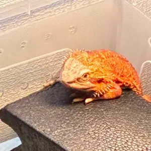 飼育ケージ 90×45×45 サイズオーダー可 爬虫類 小動物 - メルカリ