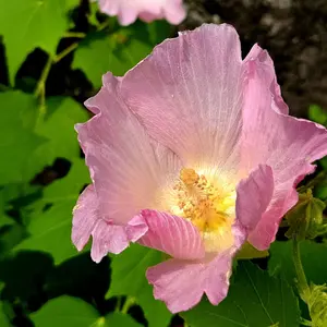 DIR EN GREY 落ちた事のある空 ぴあアリーナMM特別仕様 CD＋DVD DIR EN GREY 落ちた事のある空 ぴあアリーナMM特別仕様 CD＋DVD