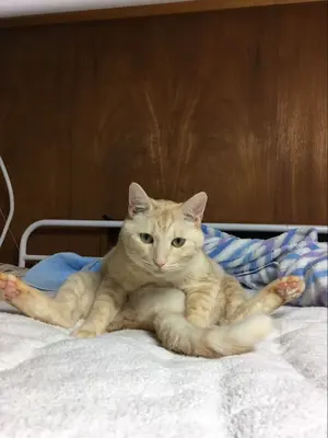 国鉄/JR東日本/JR北海道/JR貨物 オレンジカード13枚 未使用 国鉄/JR東日本/JR北海道/JR貨物 オレンジカード13枚 未使用 - メルカリ