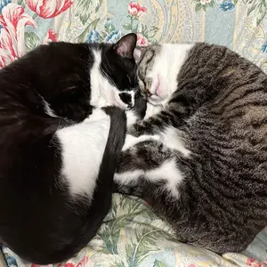 遊助 上地雄輔 ピンバッジくじ ピンバッチくじ 遊助(上地雄輔)2010年ライブ 記念チャームとピンバッチセット - メルカリ