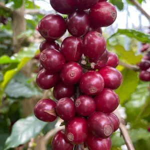 コーヒー生豆】コロンビア スプレモ 5kg ※送料無料！ - メルカリ