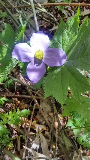 螳螂拳大要 : 陰陽兼備の総合拳法 本 - メルカリ